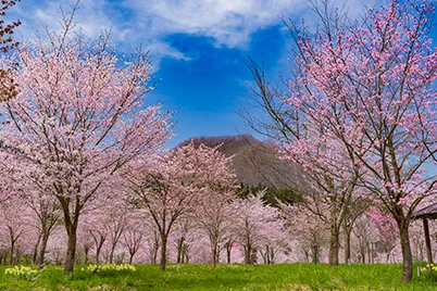 桜峠