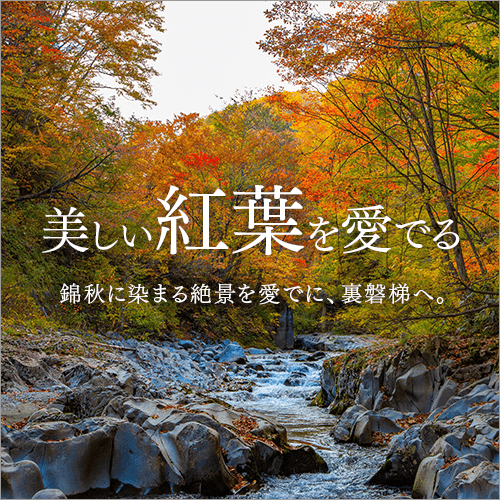 美しい紅葉を愛でる