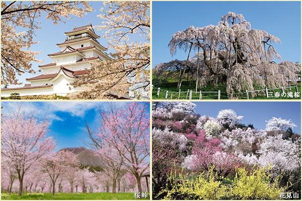 4月～5月まで楽しむ福島の桜